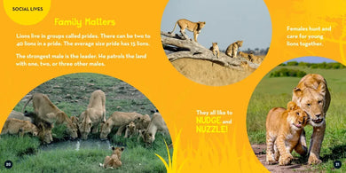 Go Wild! Lions US - Hardback (9781426373541)