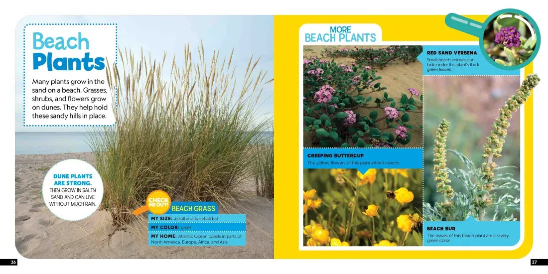 Little Kids First Nature Guide: Explore the Beach US - Paperback / softback