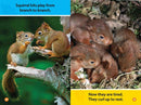 Forest Babies (National Geographic Kids Readers, Pre-Reader) US - Paperback / softback