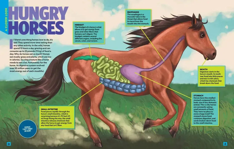 Can't Get Enough Horse Stuff US - Paperback / softback