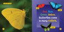National Geographic Kids Little Kids First Board Book: Becoming a Butterfly US - Board book