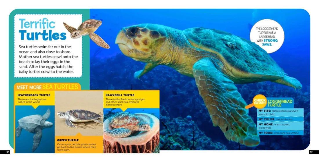 Little Kids First Nature Guide: Explore the Beach US - Hardback