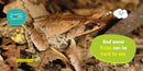 National Geographic Kids Little Kids First Board Book: Frogs US - Board book