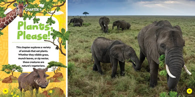 National Geographic Little Kids First Big Book of African Animals US - Hardback