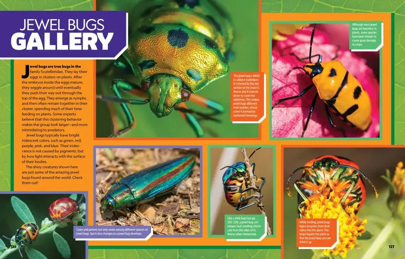 Ultimate Bugopedia, 2nd Edition US - Hardback (9781426376160)