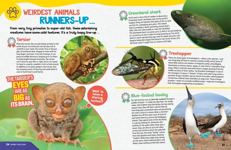 Weird But True World! 2025 US - Paperback / softback