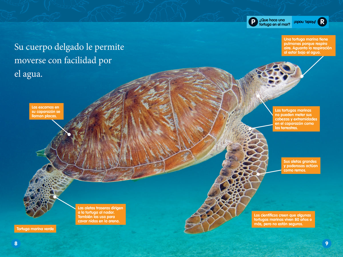 National Geographic Readers: Las Tortugas Marinas (L2) interior 3 (ISBN 9781426376504)
