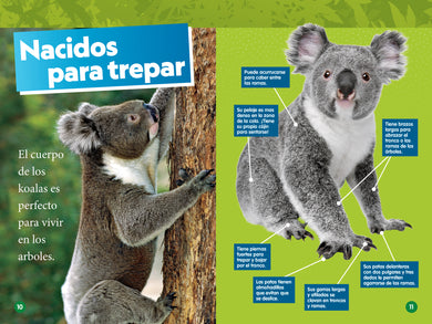 National Geographic Readers: Los Koalas (Nivel 1) interior 2 (ISBN 9781426377419)