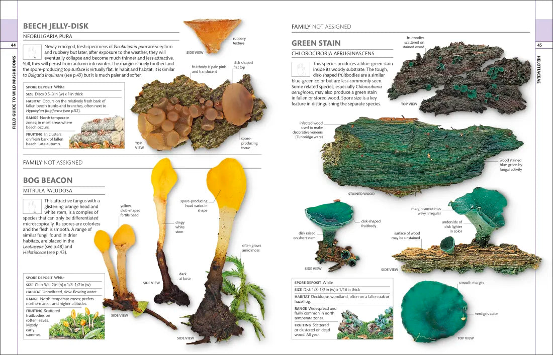 Mushrooms US - Hardback