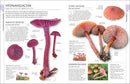 Mushrooms US - Hardback