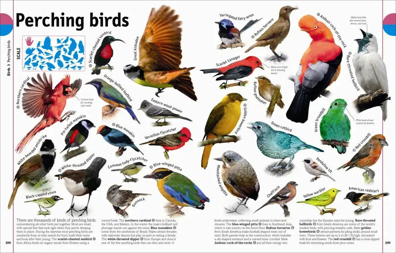 The Animal Book US - Hardback