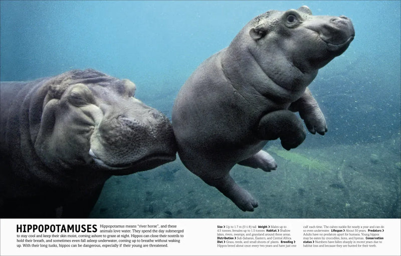 The Animal Book US - Hardback