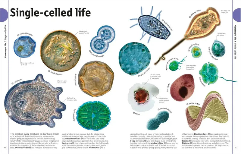 The Animal Book US - Hardback