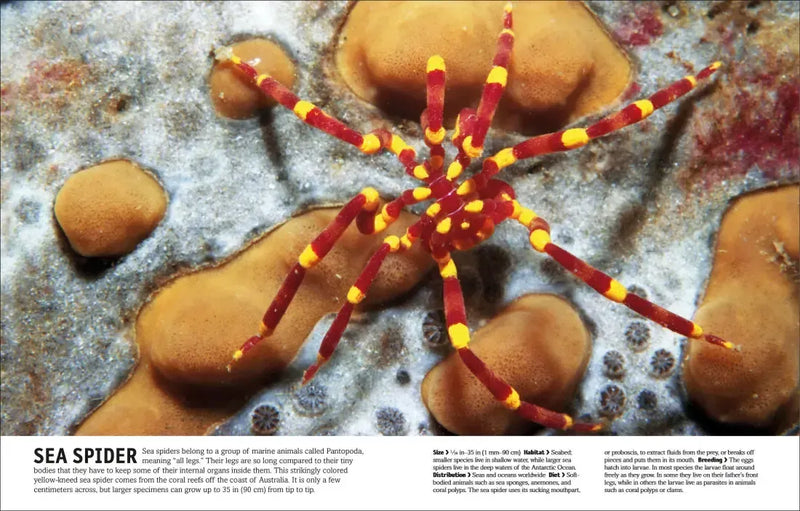 The Animal Book US - Hardback