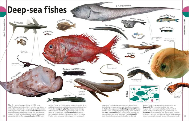 The Animal Book US - Hardback