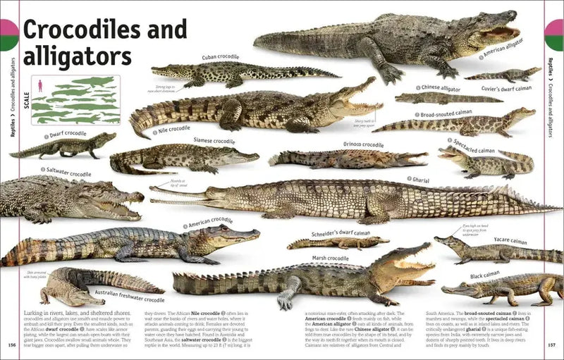 The Animal Book US - Hardback