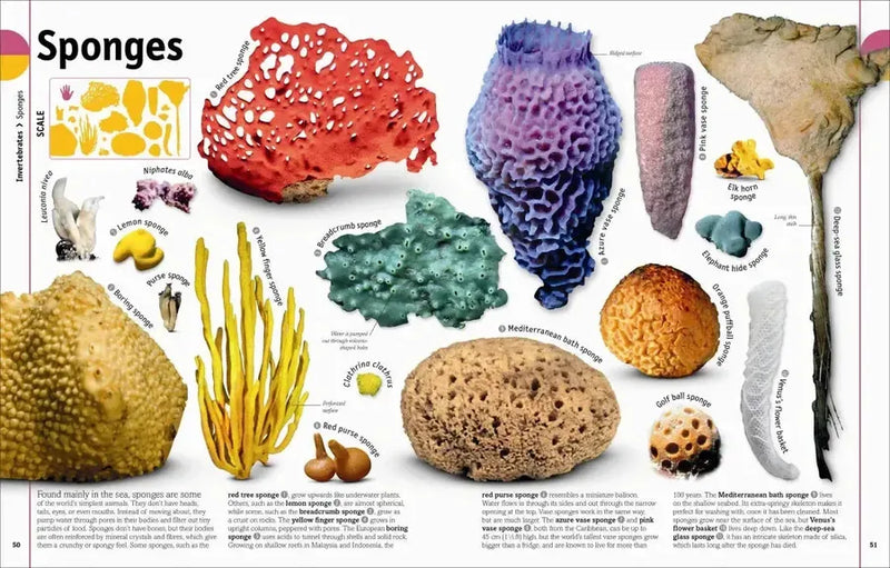 The Animal Book US - Hardback