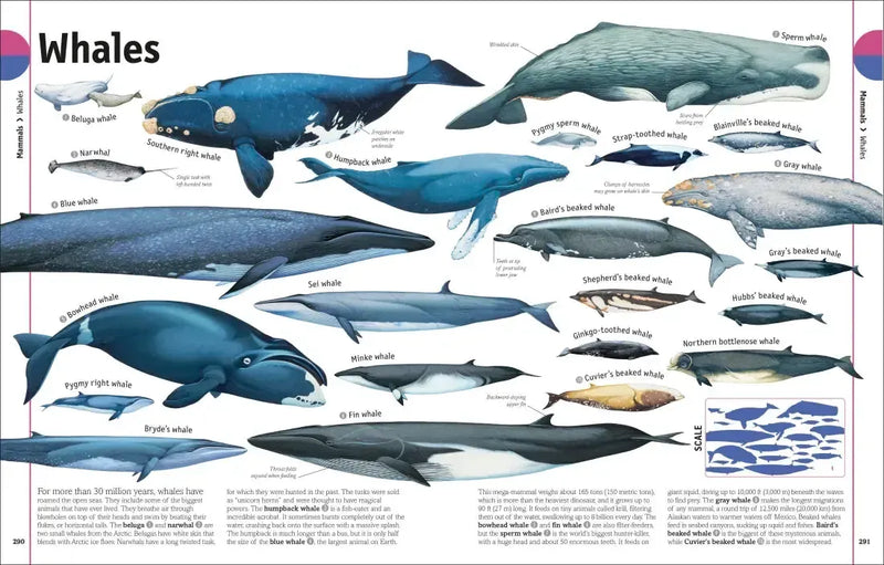 The Animal Book US - Hardback