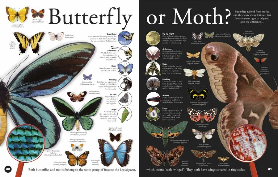 Everything You Need to Know About Bugs US - Hardback