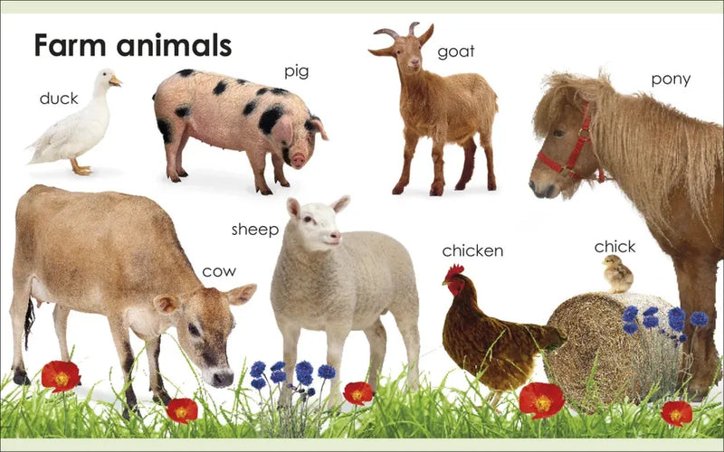 My First Animals US - Board book
