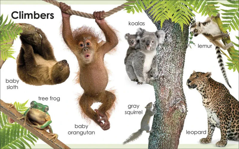 My First Animals US - Board book