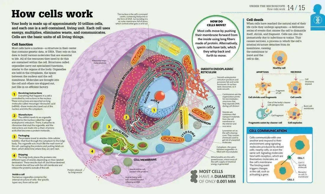 How the Body Works US - Hardback