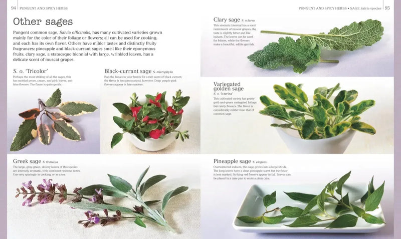 Herbs & Spices US - Hardback