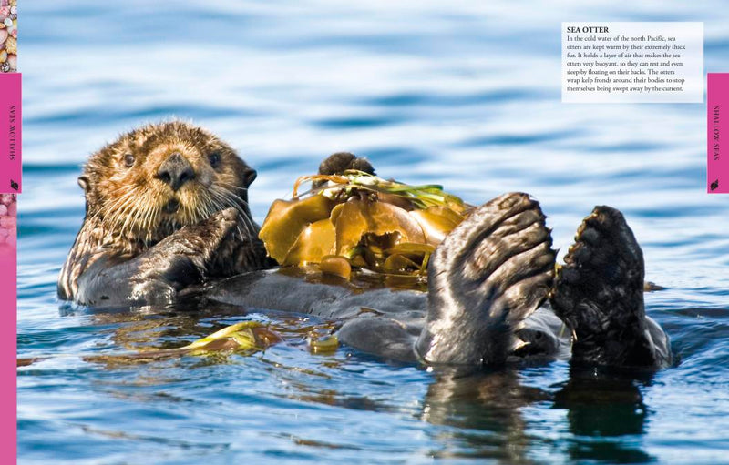 Ocean: A Visual Encyclopedia-Children’s / Teenage general interest: Nature and animals-買書書 BuyBookBook