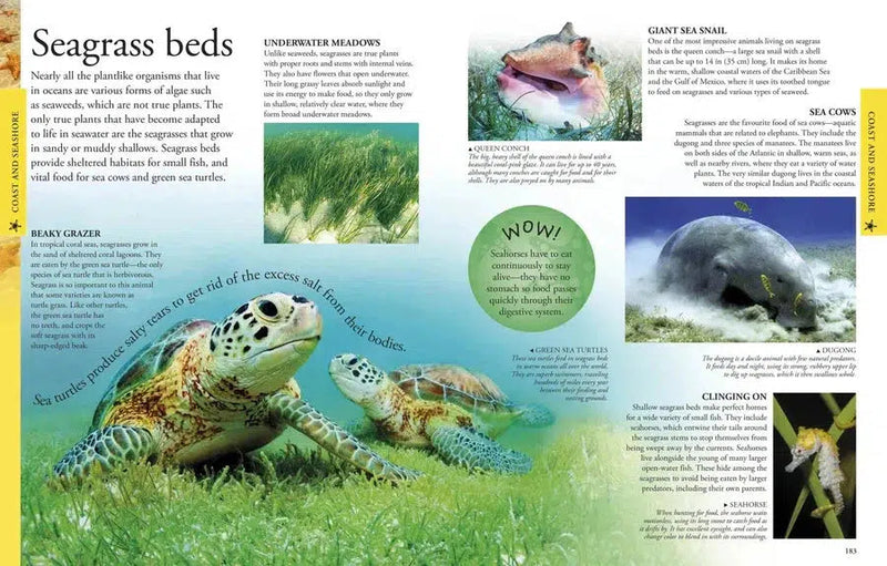 Ocean: A Visual Encyclopedia-Children’s / Teenage general interest: Nature and animals-買書書 BuyBookBook