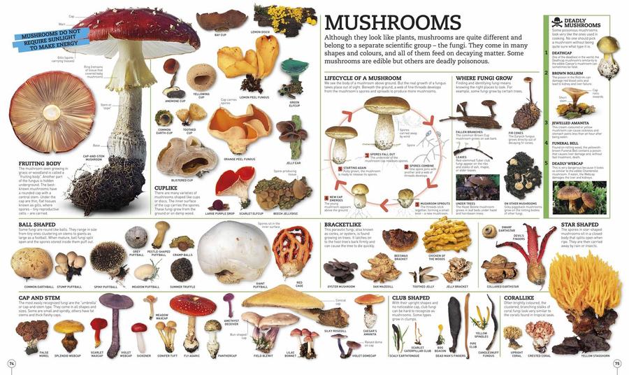 Picturepedia, Second Edition US - Hardback