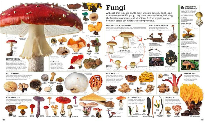 Picturepedia, Second Edition US - Hardback