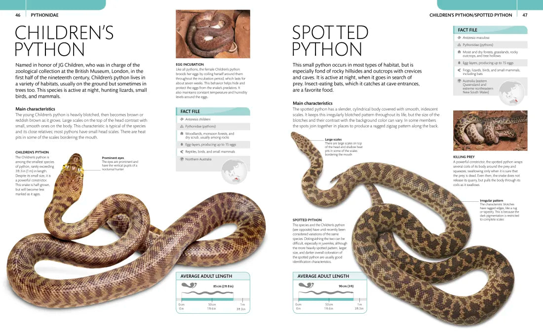 Snake US - Paperback / softback