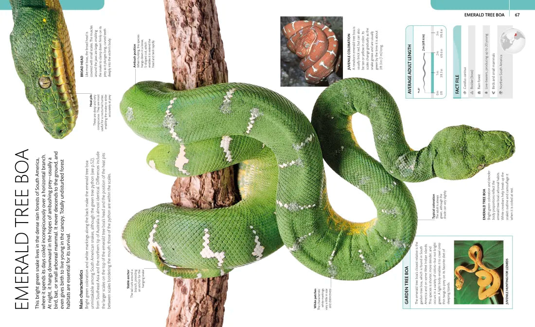 Snake US - Paperback / softback