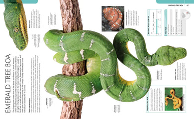 Snake US - Paperback / softback
