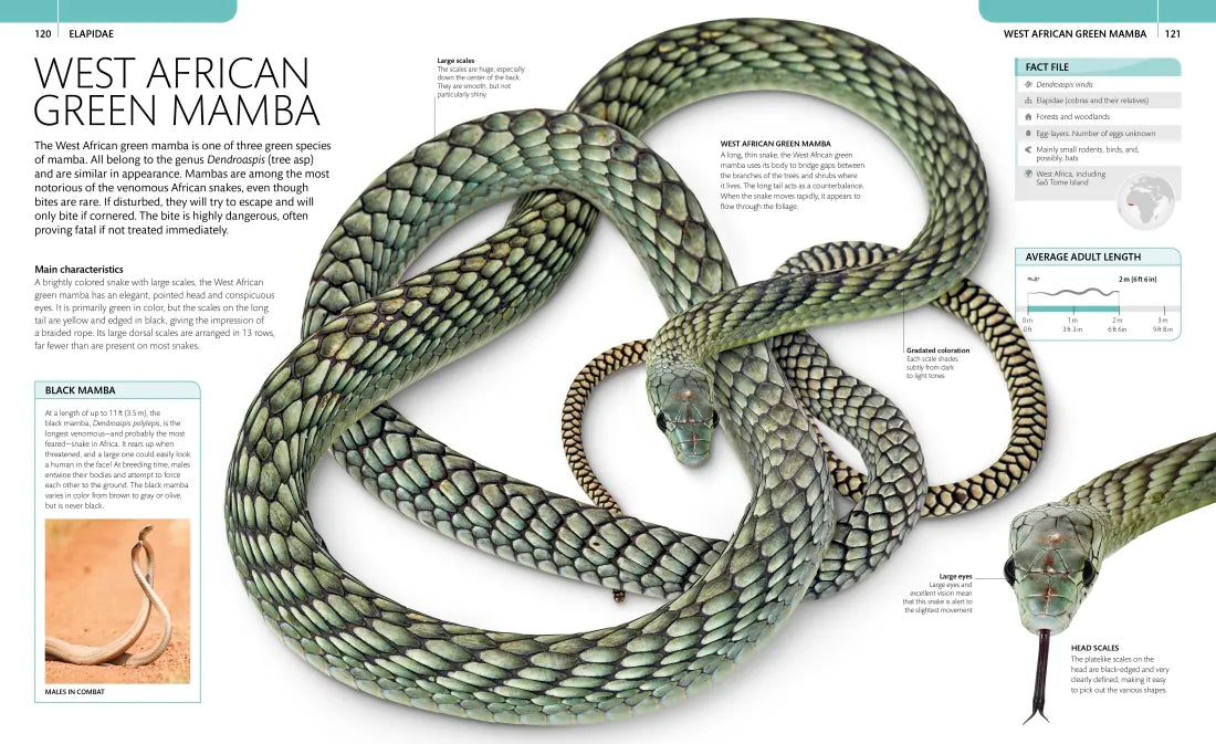 Snake US - Paperback / softback