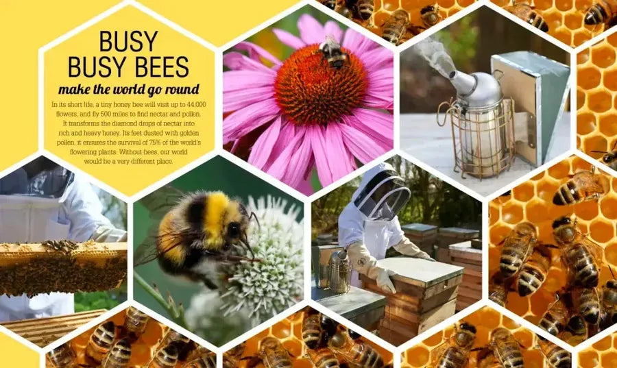 The Bee Book US - Hardback