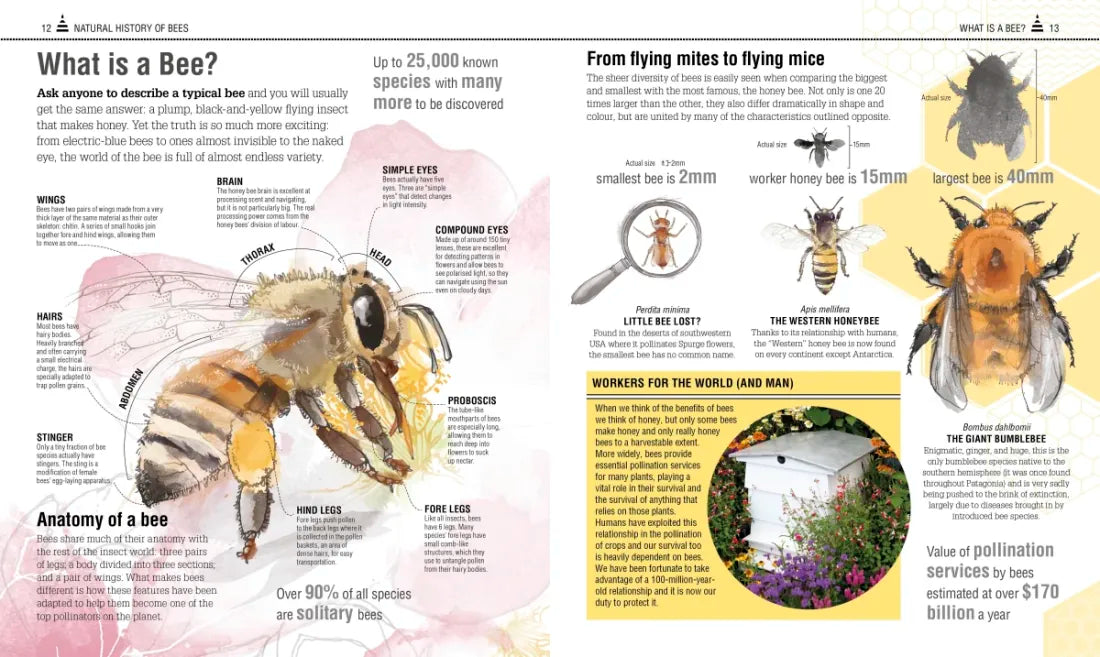 The Bee Book US - Hardback