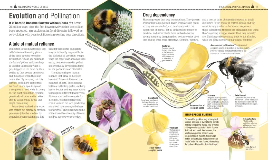 The Bee Book US - Hardback