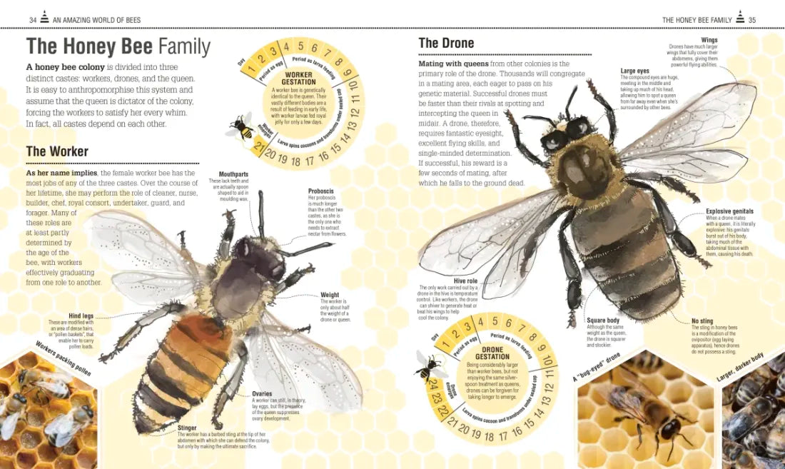 The Bee Book US - Hardback