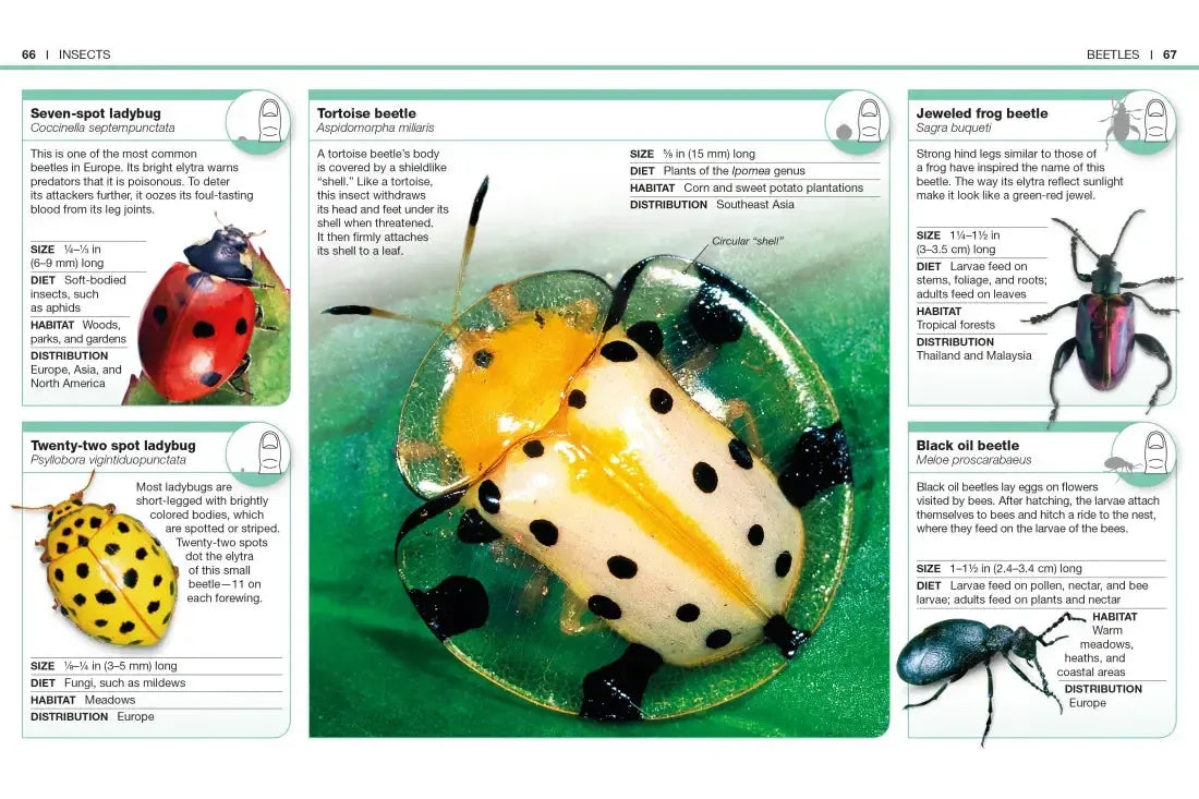 Pocket Genius: Bugs US - Paperback / softback
