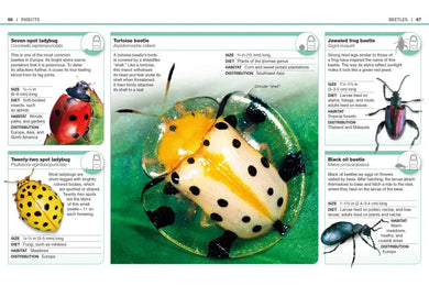 Pocket Genius: Bugs US - Paperback / softback