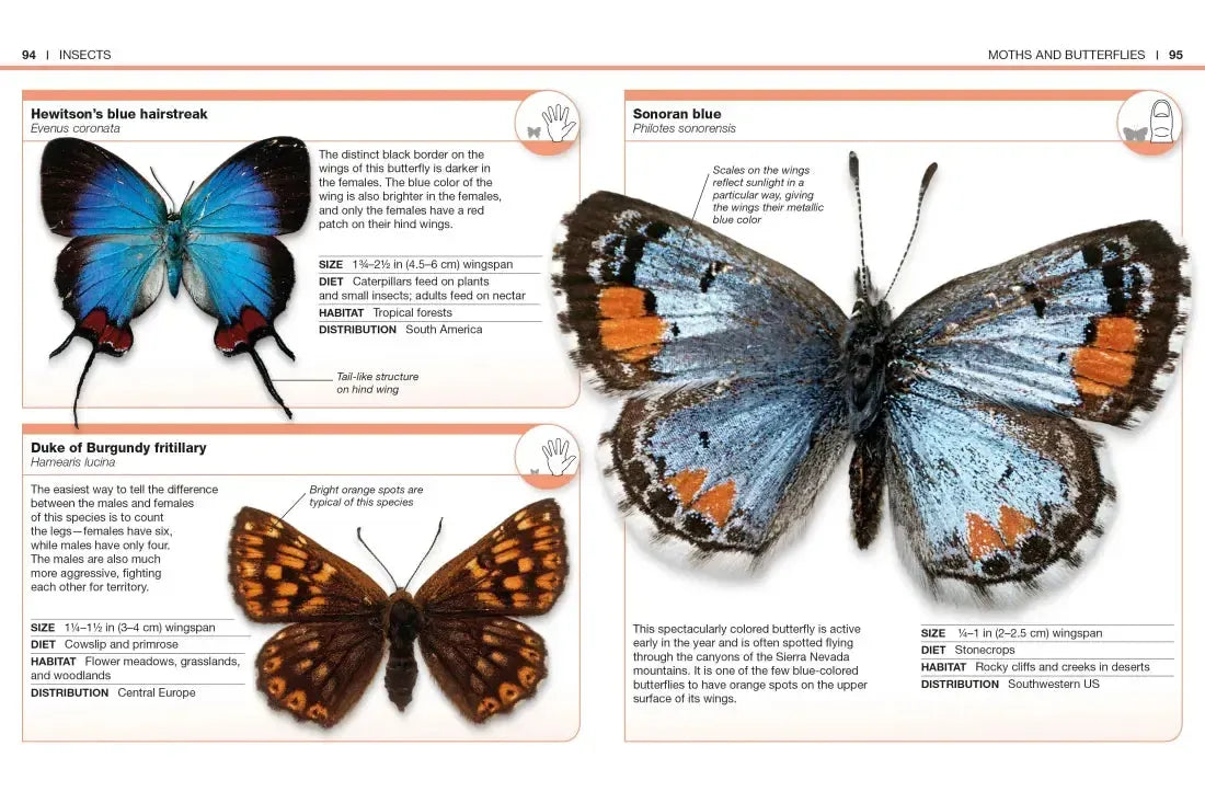 Pocket Genius: Bugs US - Paperback / softback