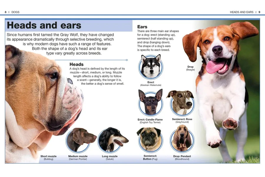 Pocket Genius: Dogs US - Paperback / softback