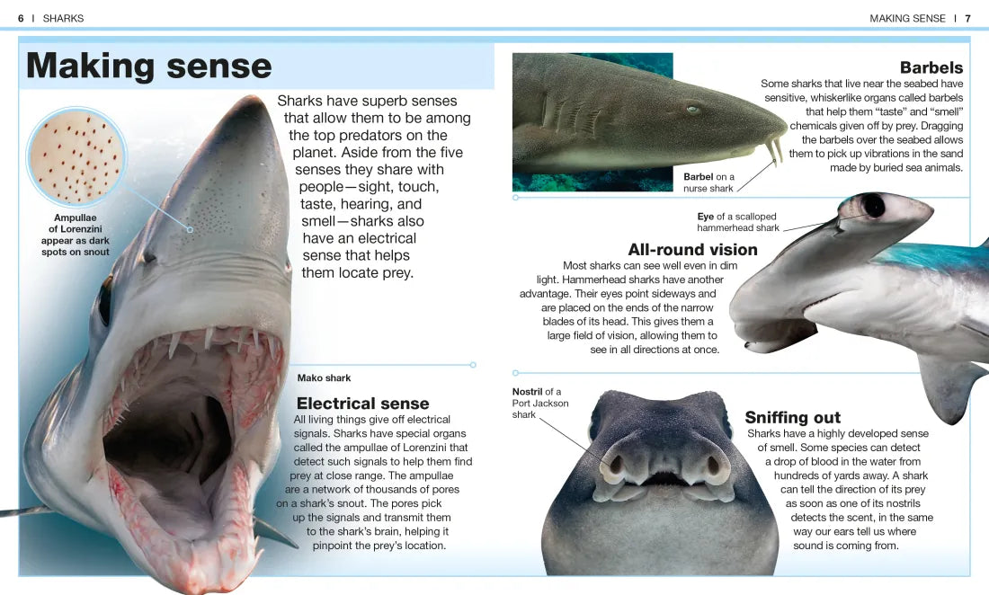 Pocket Genius: Sharks US - Paperback / softback