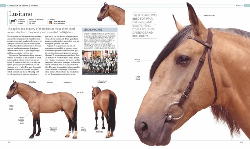 The Horse Encyclopedia US - Hardback