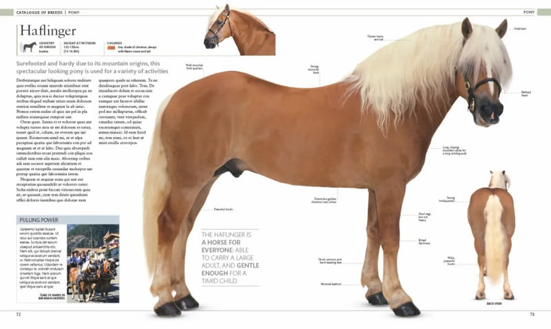 The Horse Encyclopedia US - Hardback