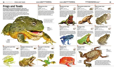 Knowledge Encyclopedia Animal! US - Hardback