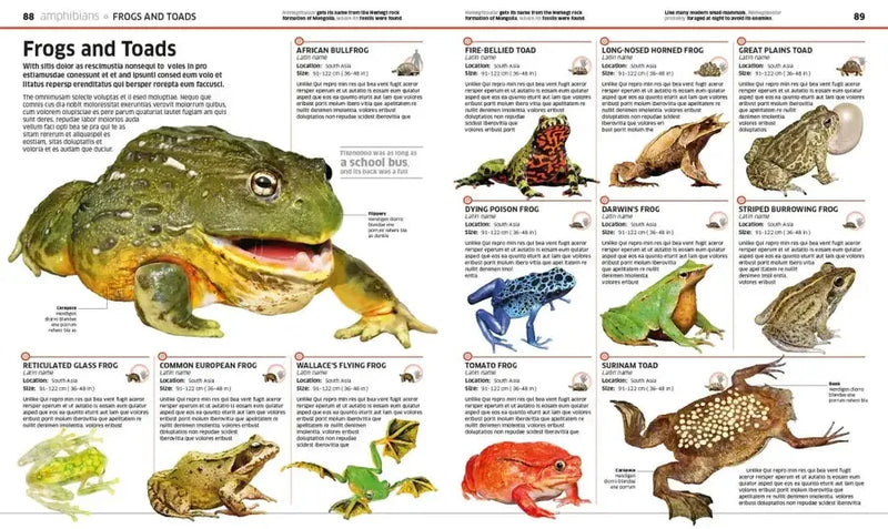 Knowledge Encyclopedia Animal! US - Hardback