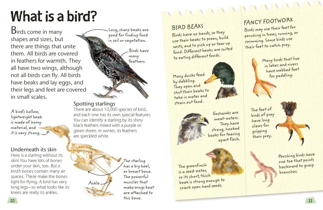 Birds US - Hardback