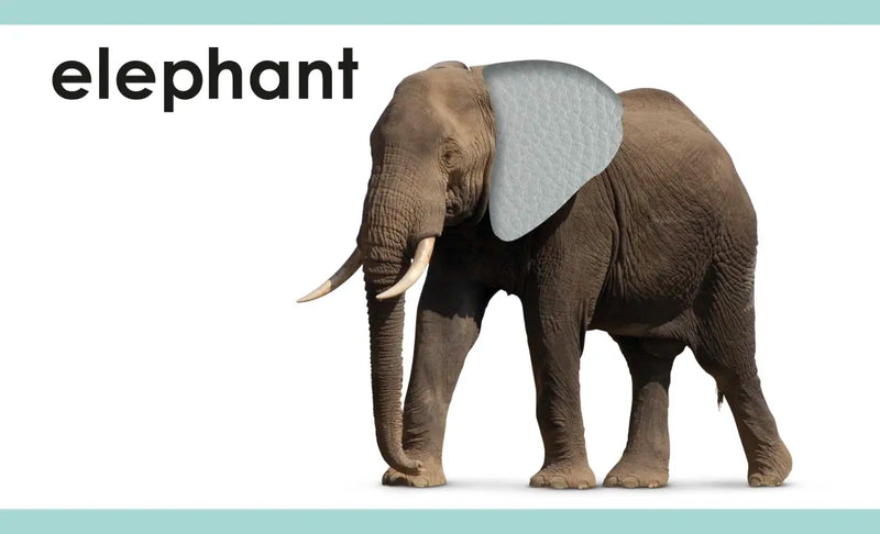 My First Touch and Feel Picture Cards: Animals US - Cards